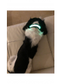Iluminačný obojok na psíka, zelený